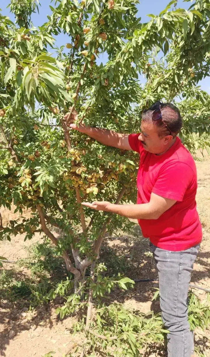 فروش نهال انواع بادام و گردو پربار|خدمات باغبانی و درختکاری|بیرجند, |دیوار
