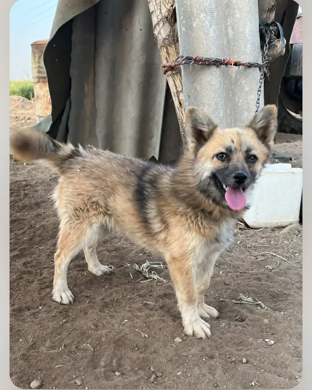 سگ گمشده|سگ|بهار, |دیوار