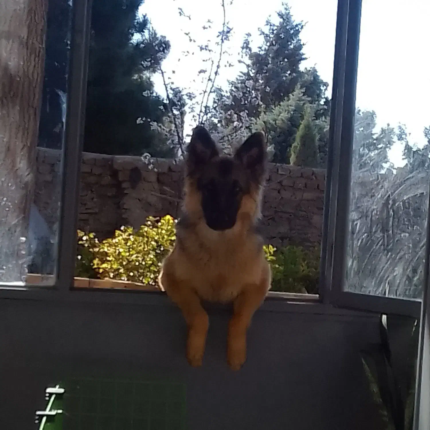 سگ ژرمن  ماده|سگ|بومهن, |دیوار