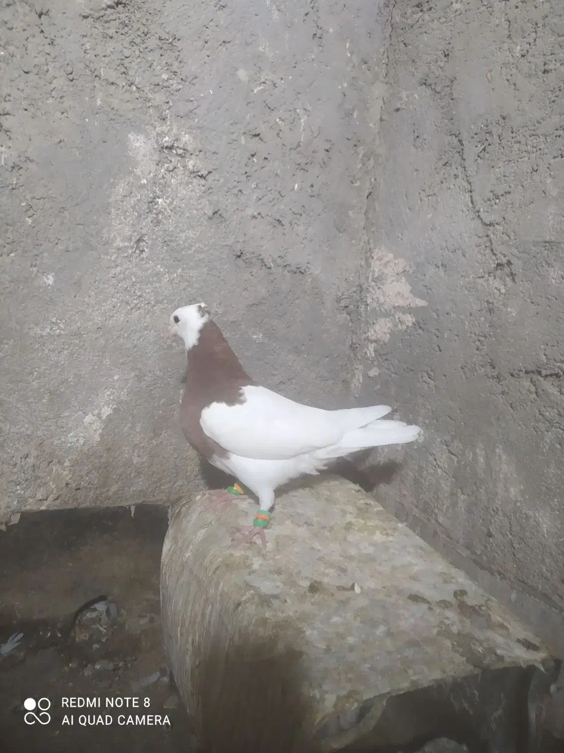 جوجه طوق سرخ نر|پرنده|کاشمر, |دیوار