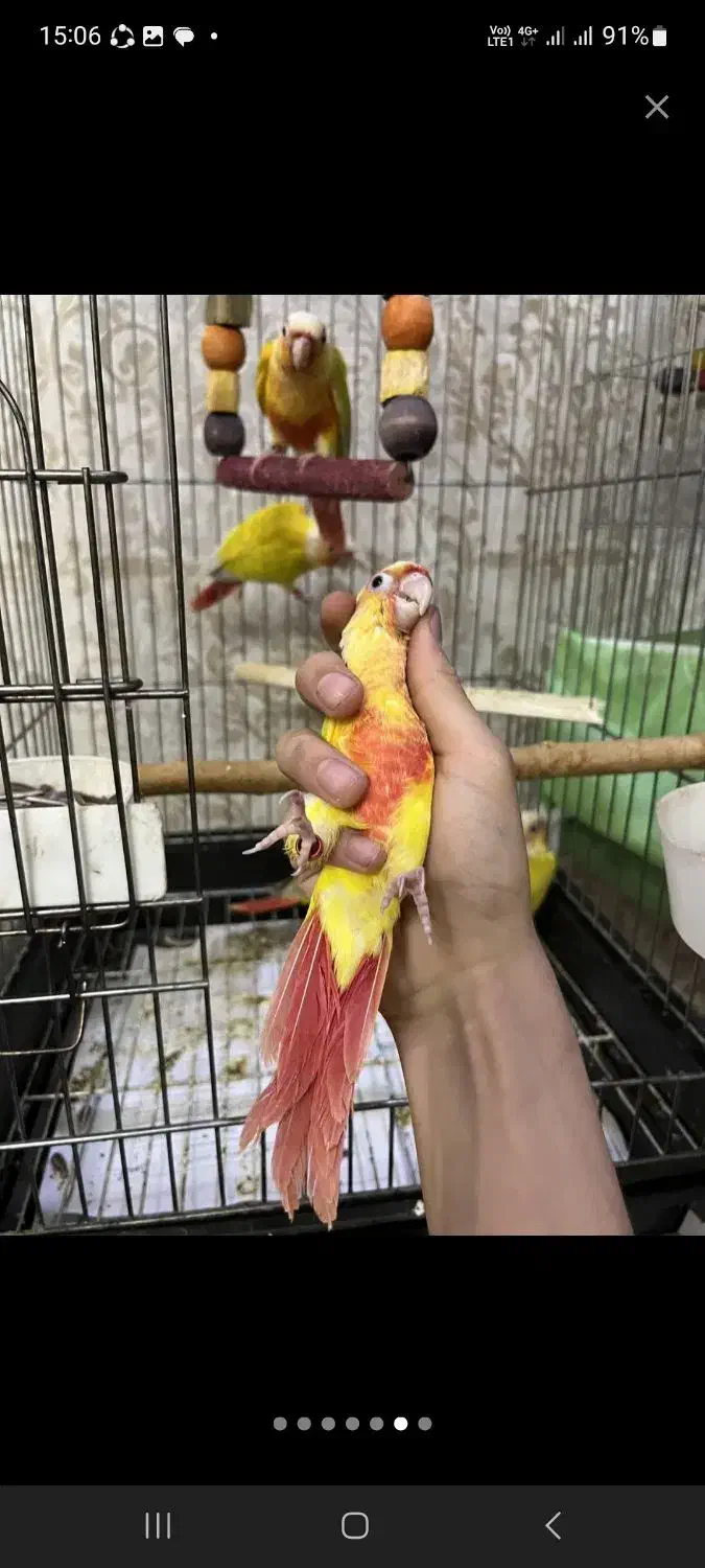 کشور ملوس هلندیون رام ضمانت 1 سال|پرنده|تهران, گلستان (شهرک راه آهن)|دیوار