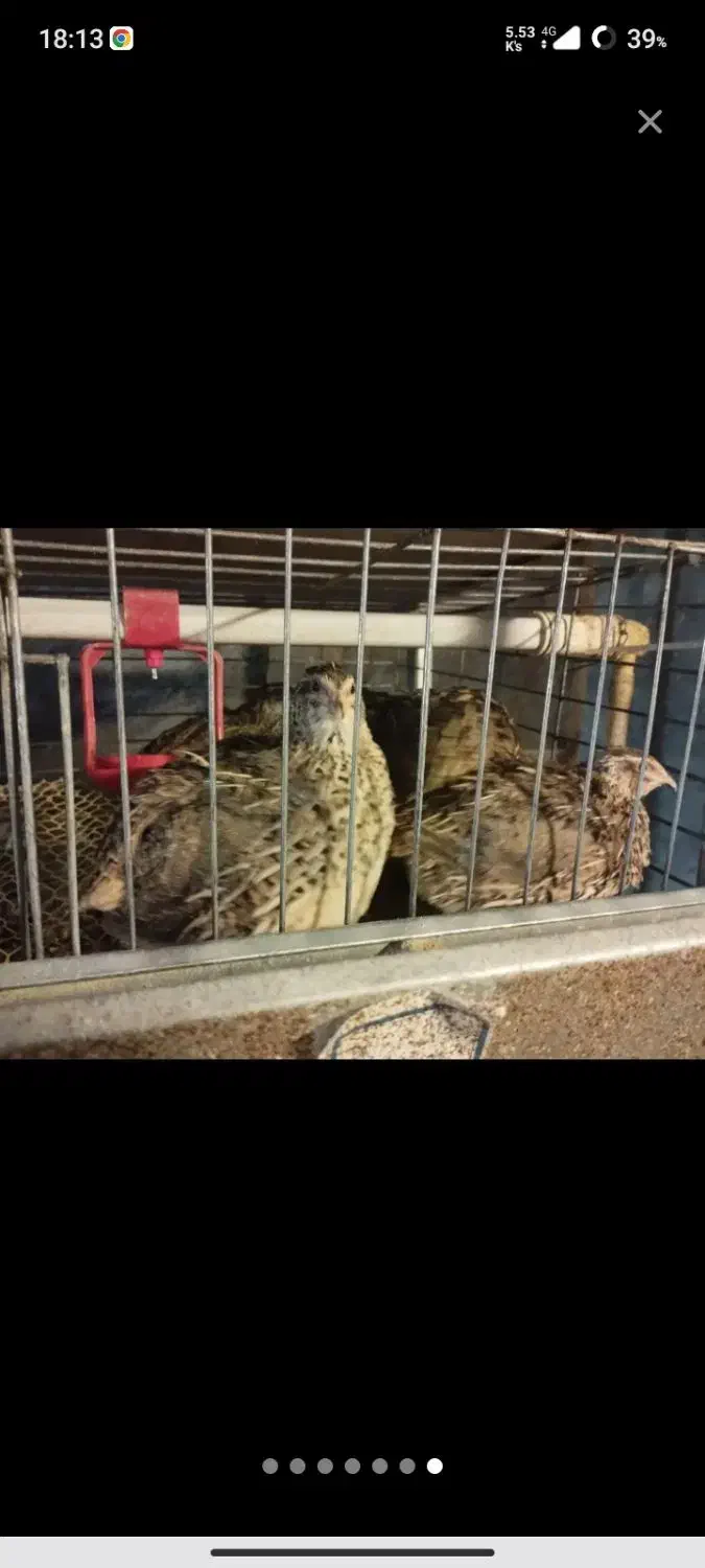 بلدرچین هر قیمتی موجود است از یک روز تا ۹۰ روزه|حیوانات مزرعه|اسالم, |دیوار