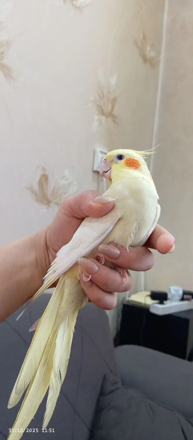 عروس هلندی نر و ماده|پرنده|اندیشه, اندیشه فاز ۱|دیوار