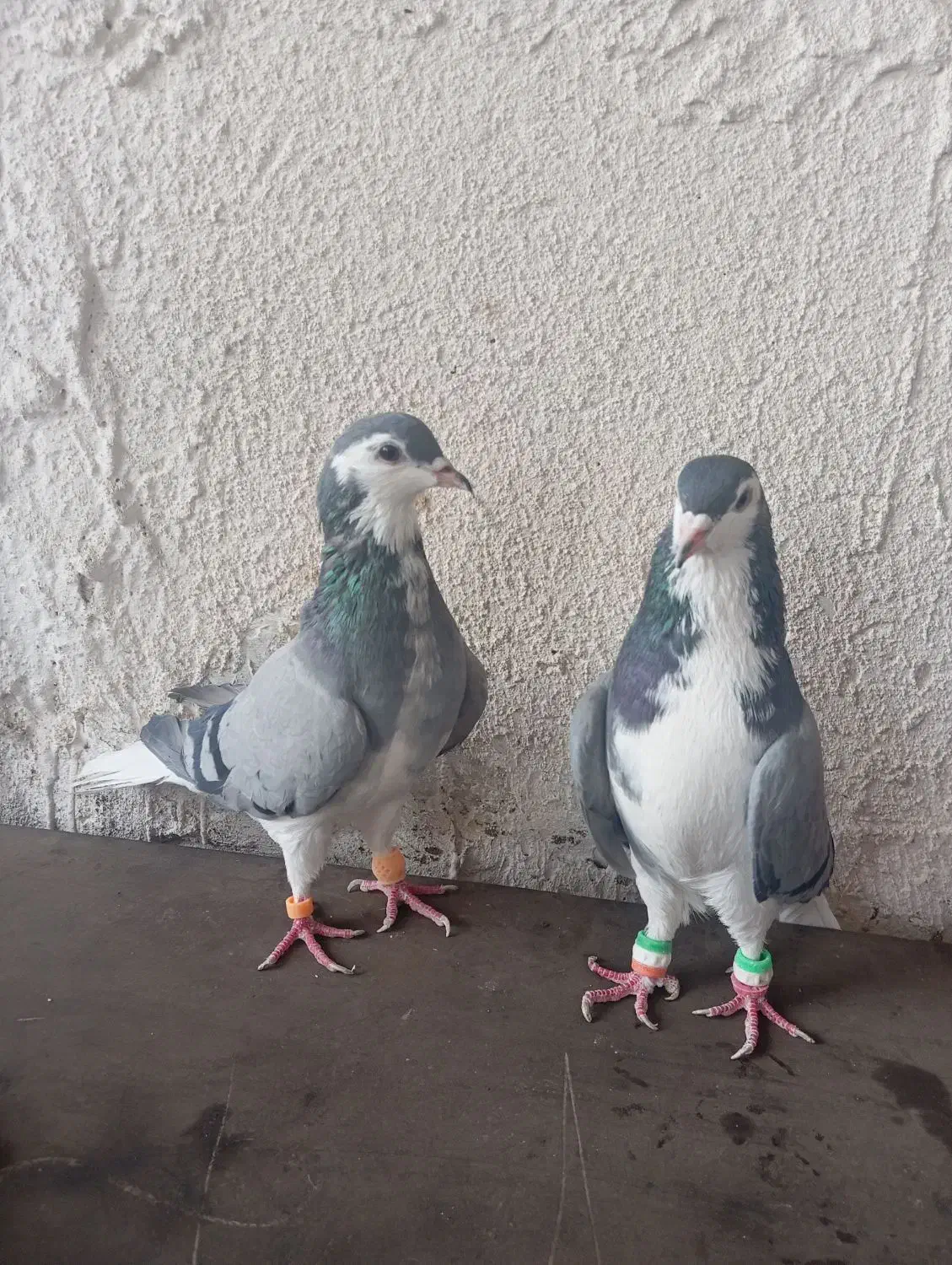 یک جفت ساده شیرازی|پرنده|مشهد, انصار|دیوار