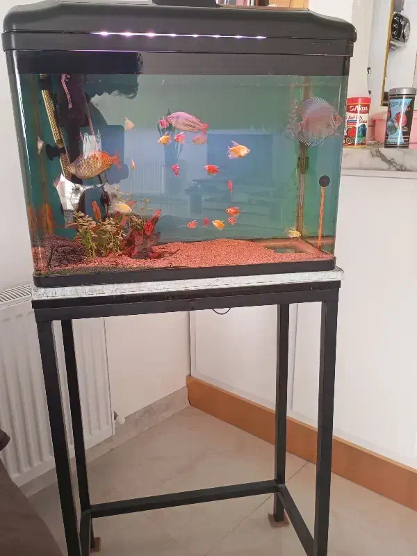 آکواریوم|ماهی|کرمان, |دیوار