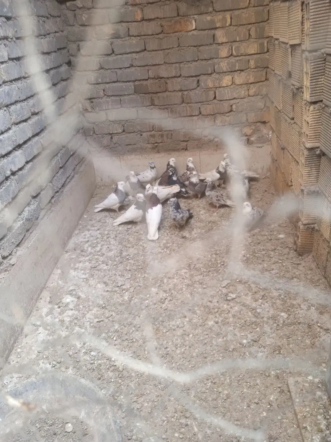 کبوتر طوقی|پرنده|خمینی‌شهر, |دیوار