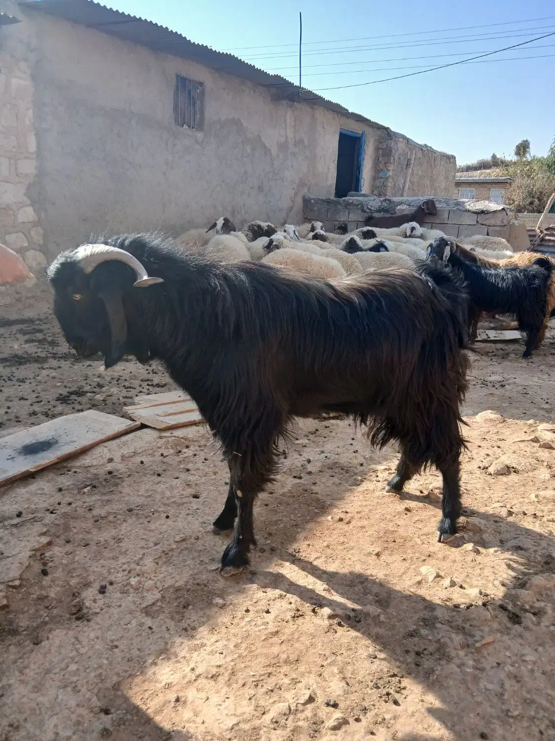 بز نر یا ساوین|حیوانات مزرعه|گیلان غرب, |دیوار