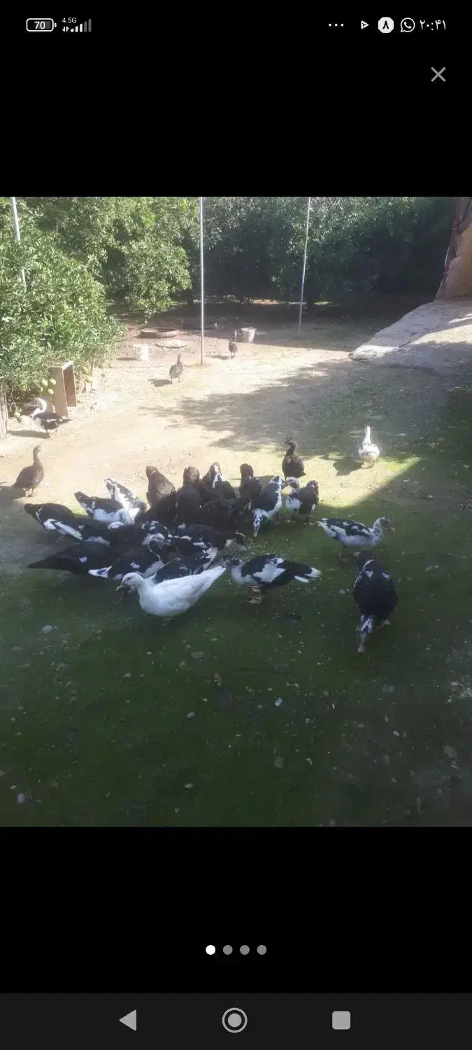 اردک اسراعیلی|حیوانات مزرعه|جلین, |دیوار