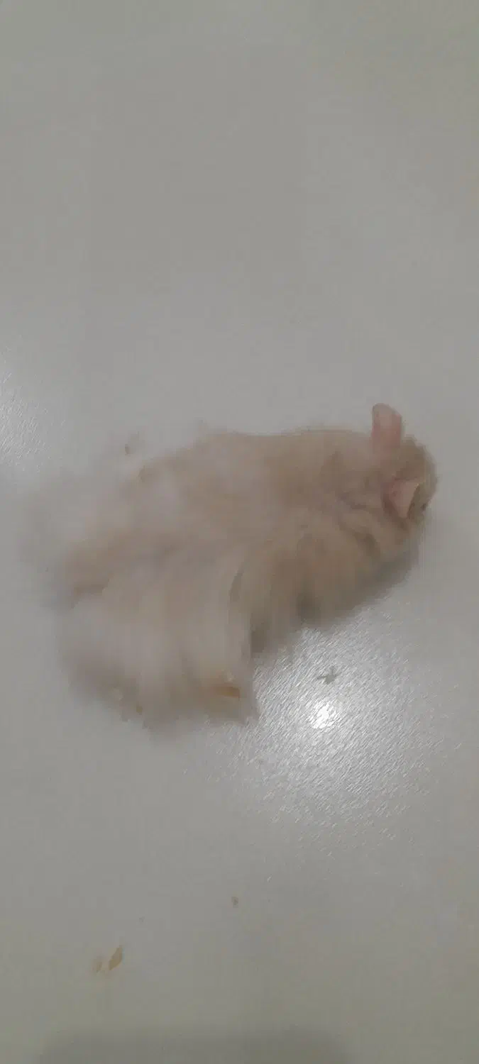 همستر بالغ|موش و خرگوش|صدرا-فارس, فاز ۱|دیوار