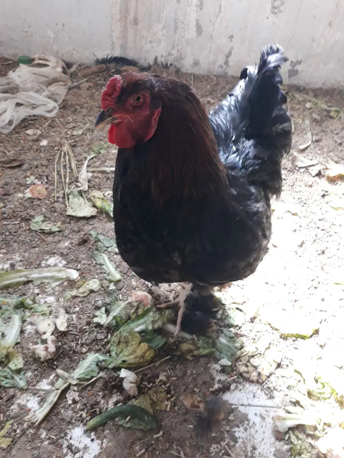 چند مرغ برهمایی وپاپری جهت فروش|حیوانات مزرعه|پاسارگاد, |دیوار