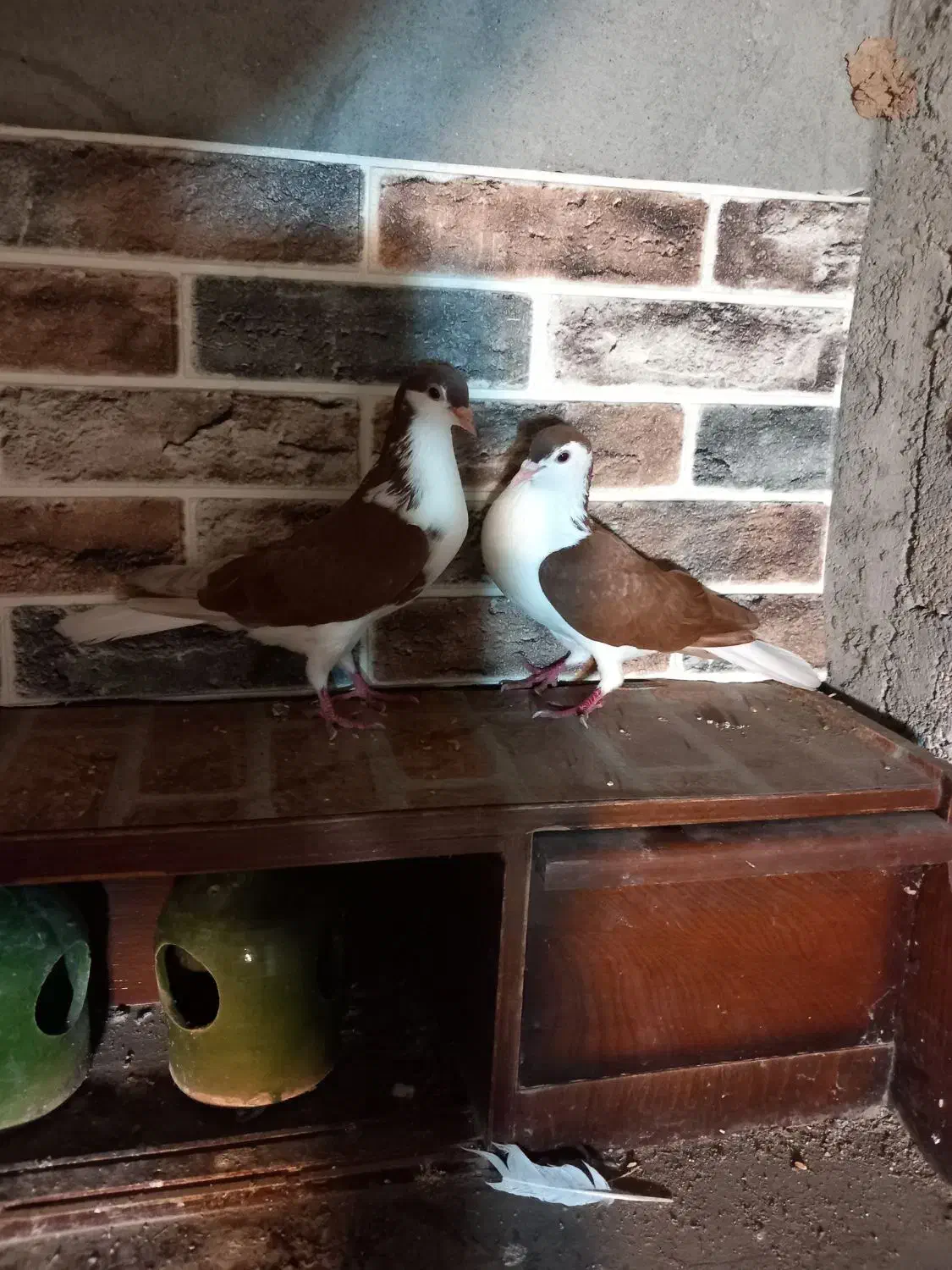 کبوتر چادری یا افشون|پرنده|بندر انزلی, سید آسیه|دیوار