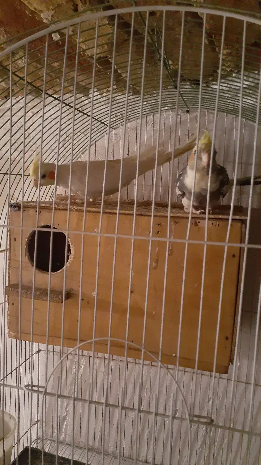 عروس هلندی ۱۰۰|پرنده|کردکوی, |دیوار