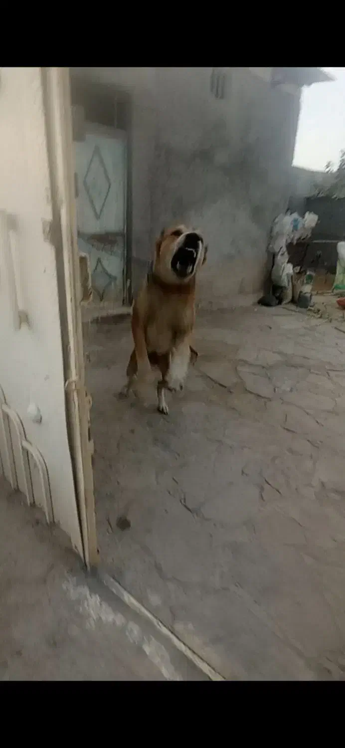 سگ نگهبان|سگ|مشهد, سیس‌آباد|دیوار