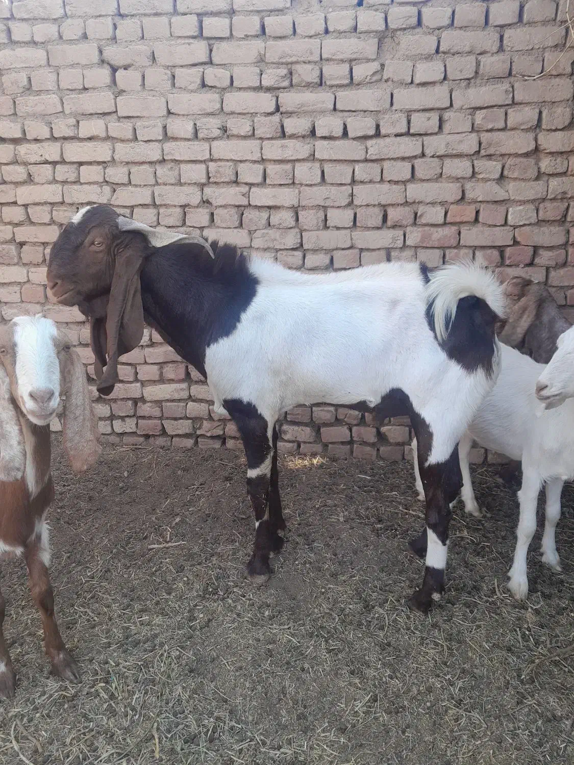 بزغاله نر تخمی|حیوانات مزرعه|شهرآباد, |دیوار