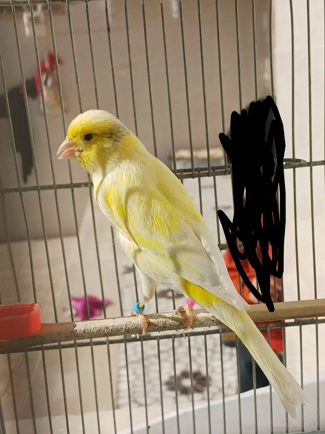 قناری معاوضه با عروس یا سهره|پرنده|کوهدشت, |دیوار