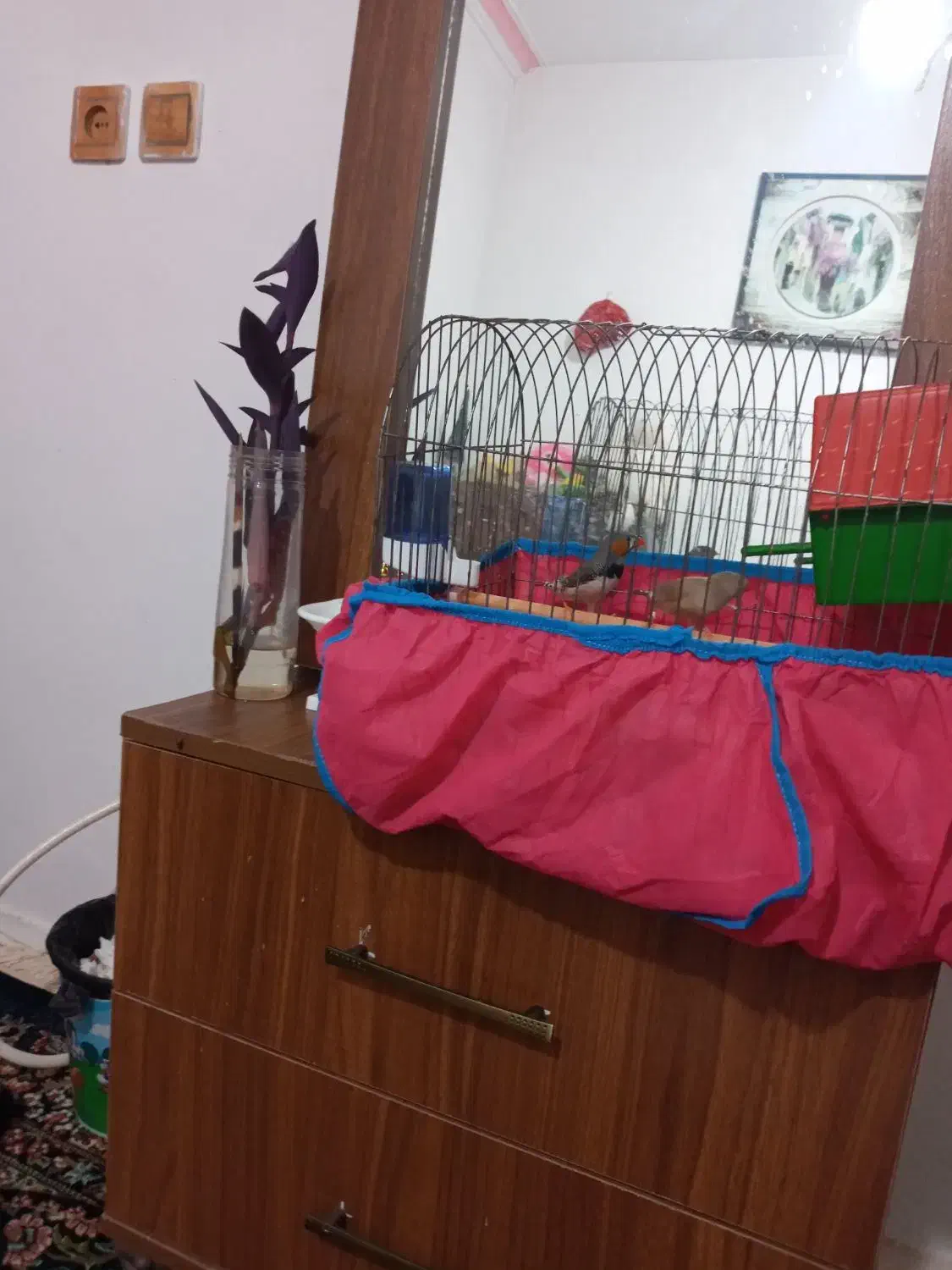 یک جفت فنچ نرو ماده|پرنده|دابودشت, |دیوار