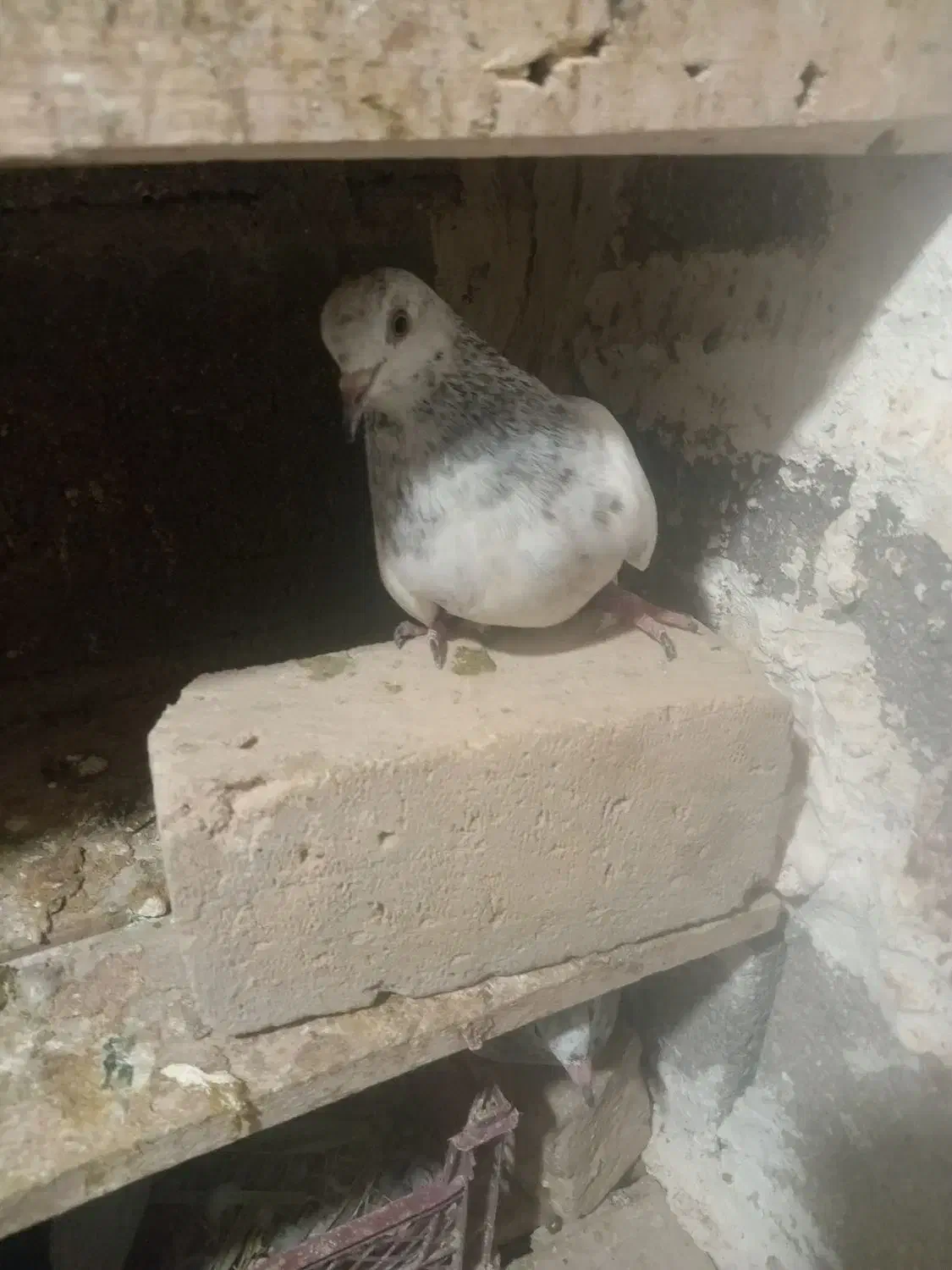 کبوتر|پرنده|لامرد, |دیوار