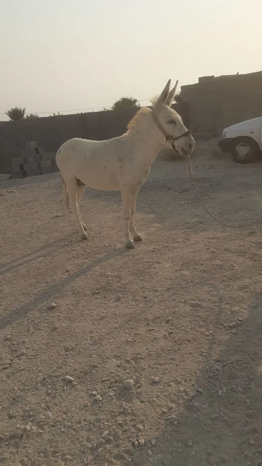 الاغ نر 3ساله|حیوانات مزرعه|عسلویه, |دیوار