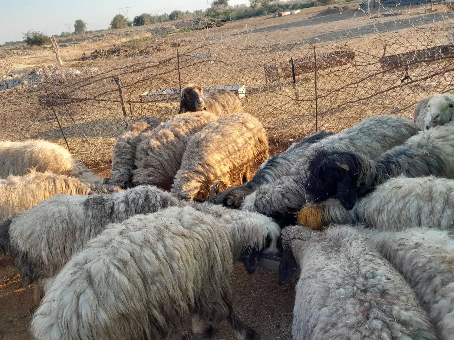 میش پرواری|حیوانات مزرعه|گتوند, |دیوار