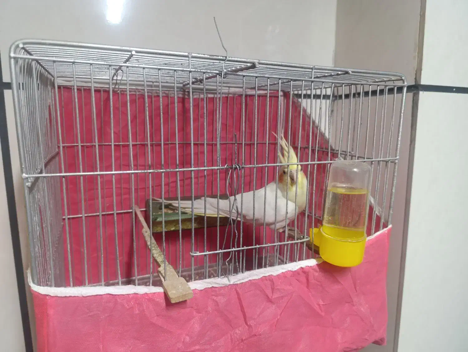 عروس هلندی و مرغ عشق|پرنده|الوند, |دیوار