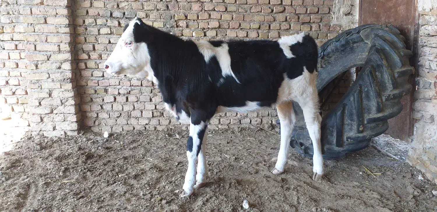 گاو گوساله|حیوانات مزرعه|تایباد, |دیوار