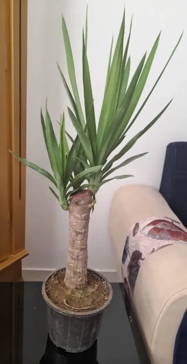 گل طبیعی|گل و گیاه طبیعی|بیرجند, |دیوار