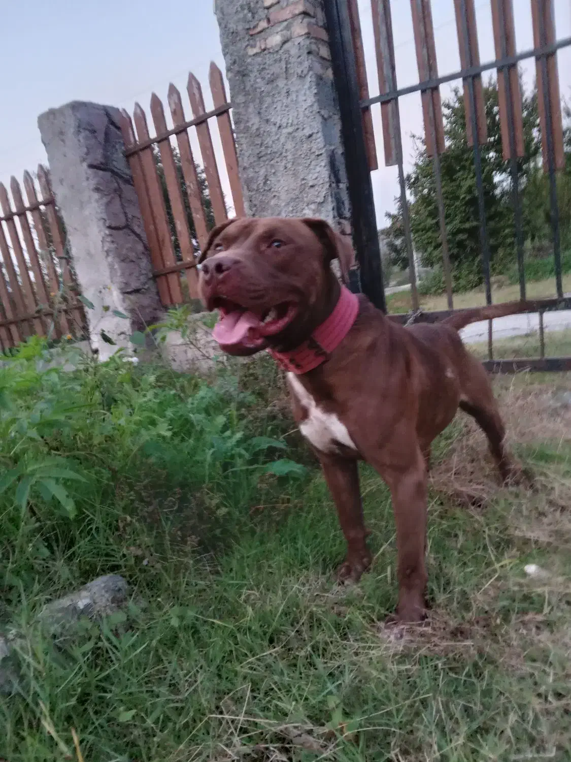 سگ پیتبول|سگ|قائمشهر, |دیوار