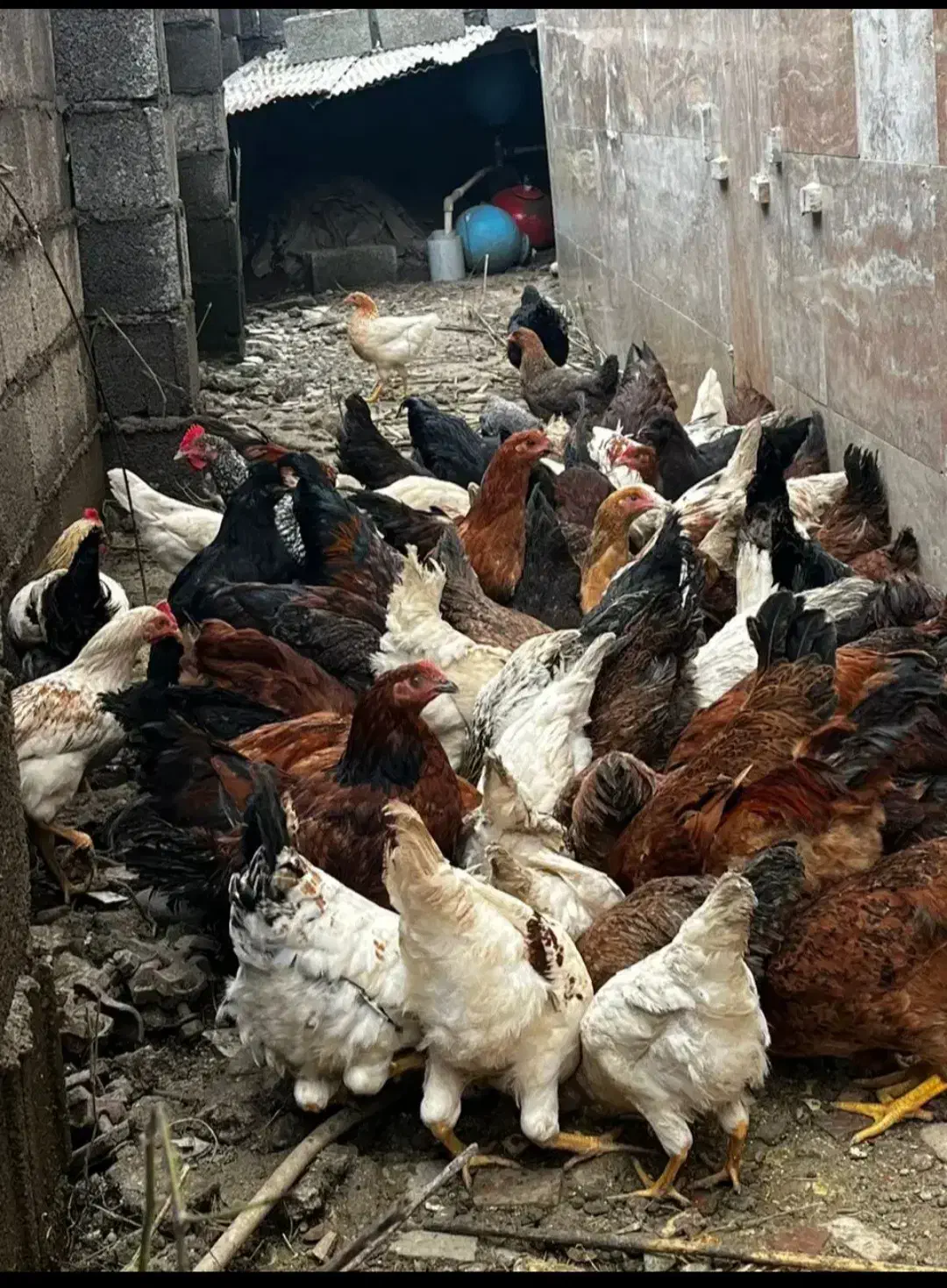 فروش جوجه|حیوانات مزرعه|لردگان, |دیوار