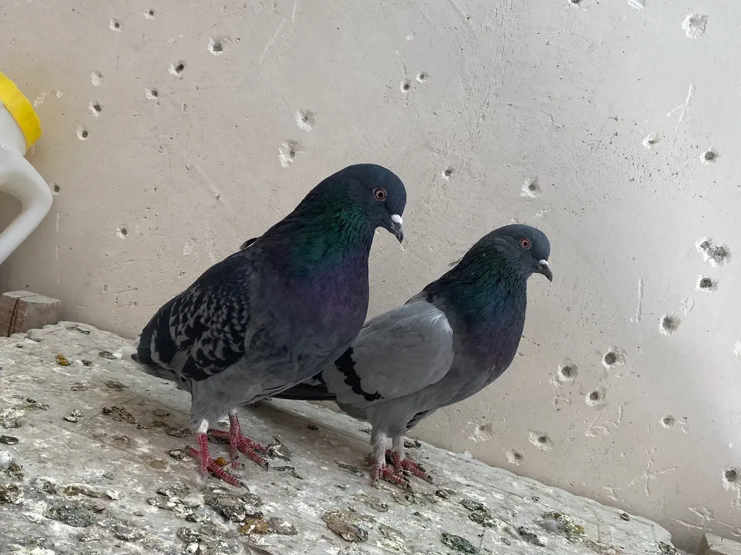 کبوتر پرشی و اصفهانی|پرنده|اصفهان, ارداجی|دیوار