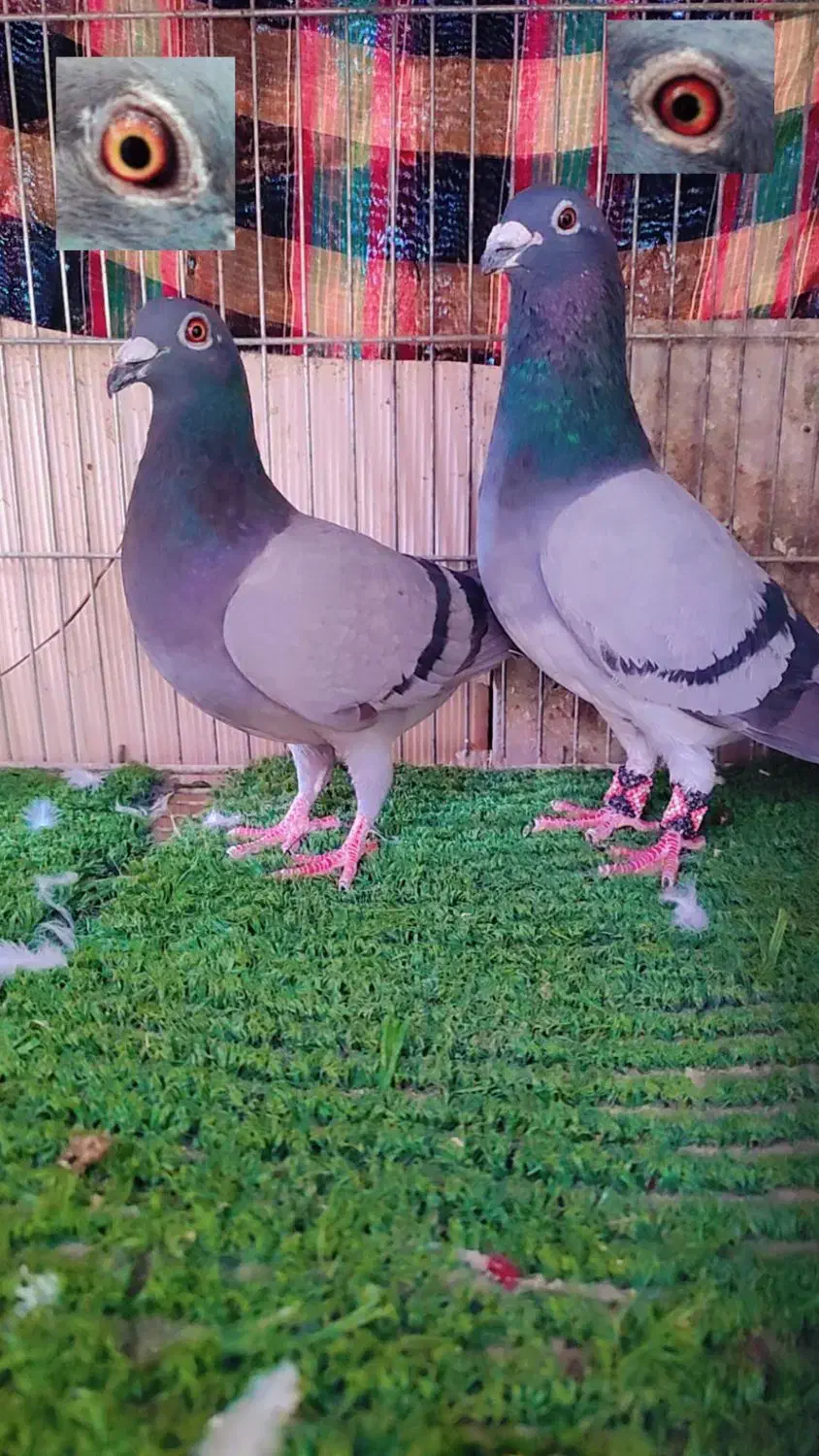 کفتر|پرنده|سراوان, |دیوار