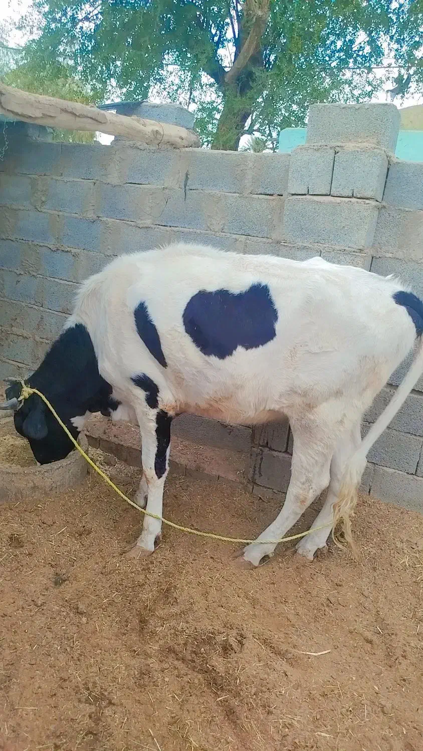 قیمت توافقی|حیوانات مزرعه|جیرفت, |دیوار