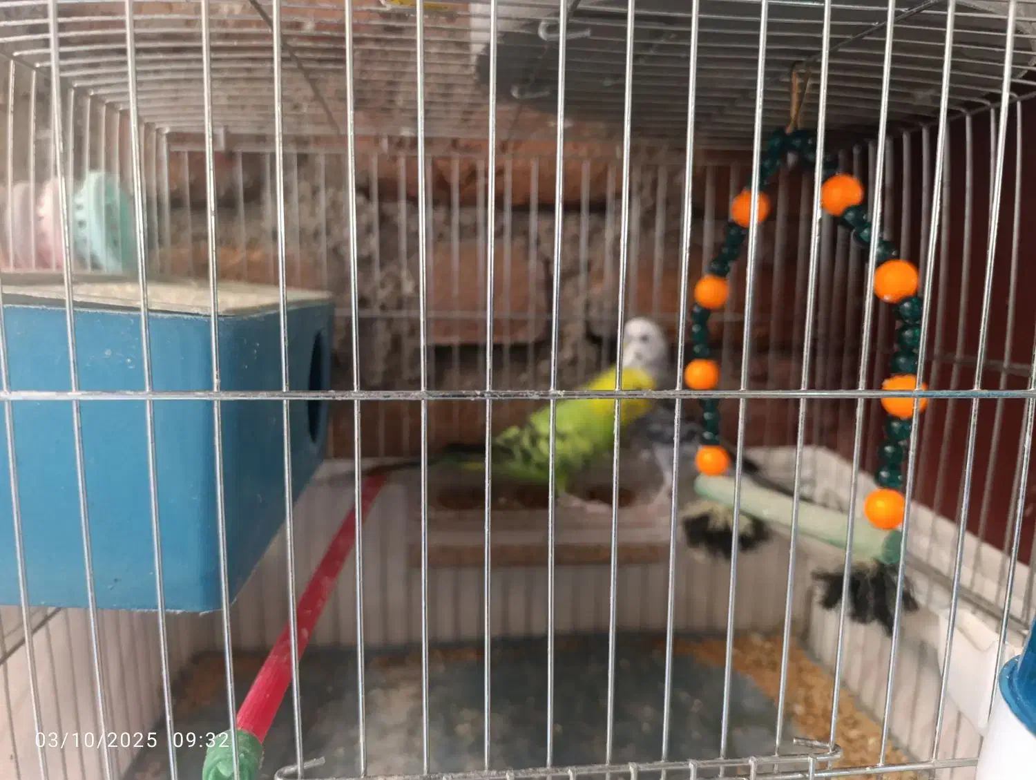 مرغ عشق|پرنده|بوکان, |دیوار