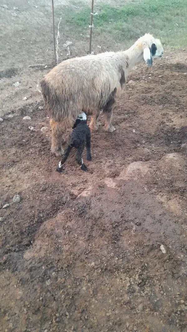 میش|حیوانات مزرعه|دزفول, |دیوار