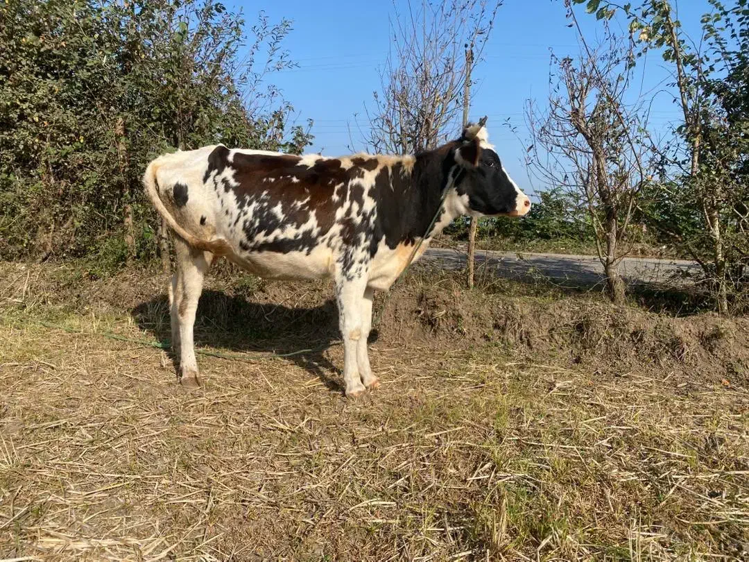 لیشه گاو شکم داردورگ سمینتال با گوساله اصیل|حیوانات مزرعه|گوراب زرمیخ, |دیوار