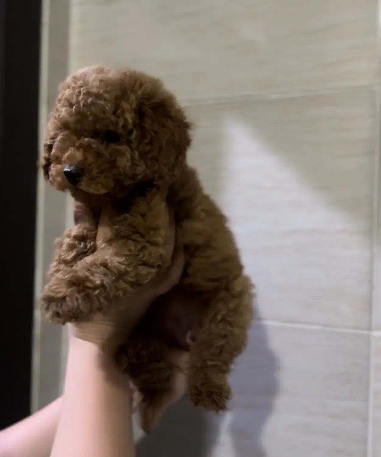 توی پودل نروماده رد|سگ|مشهد, الهیه|دیوار