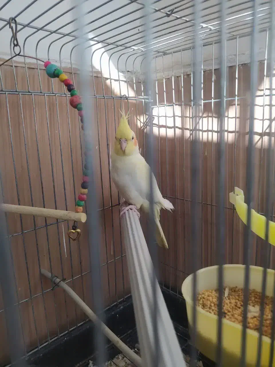 پرنده|پرنده|تهران, طیب|دیوار