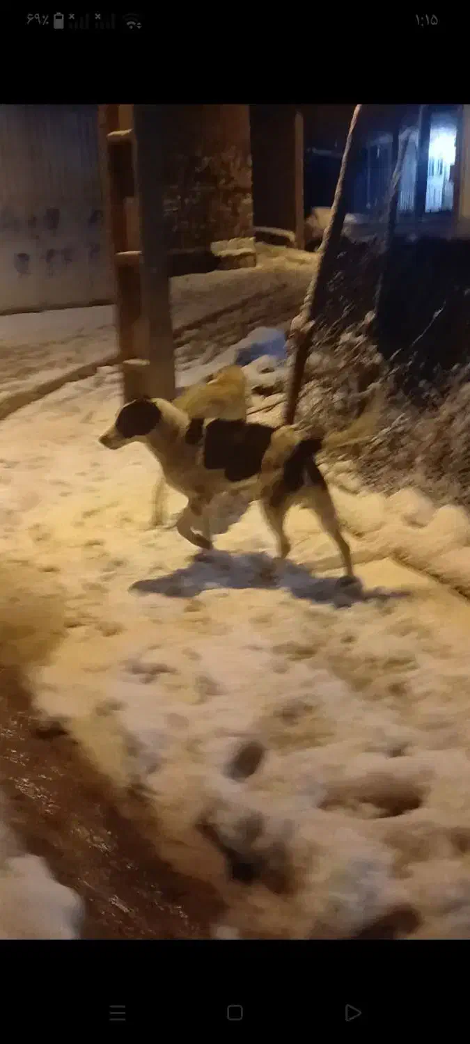 سگ شکاری|سگ|مریوان, |دیوار