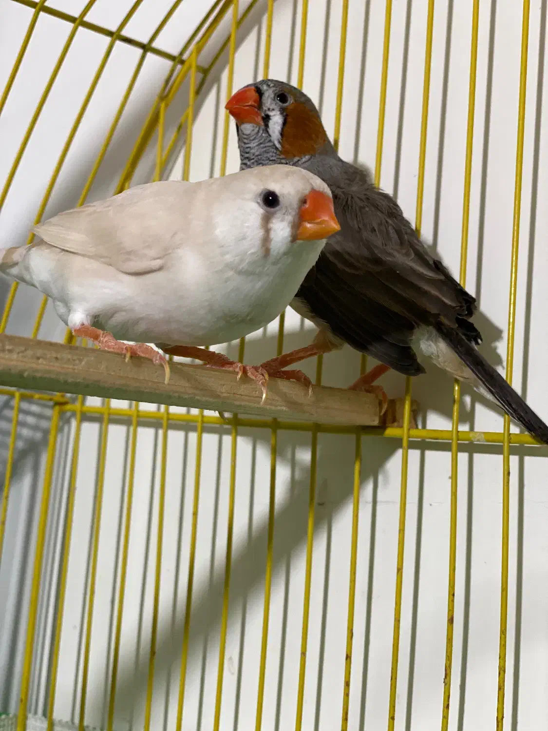 جفت فنچ کینگ سایز بزرگ با پنج تا تخم|پرنده|سنندج, |دیوار