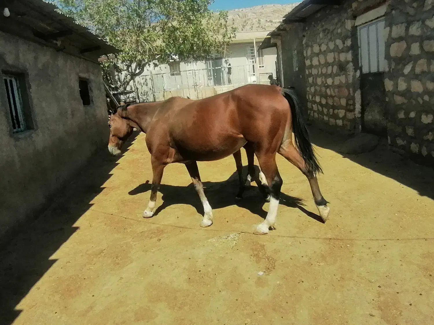 مادیون کرد|اسب و تجهیزات اسبسواری|کوهدشت, |دیوار