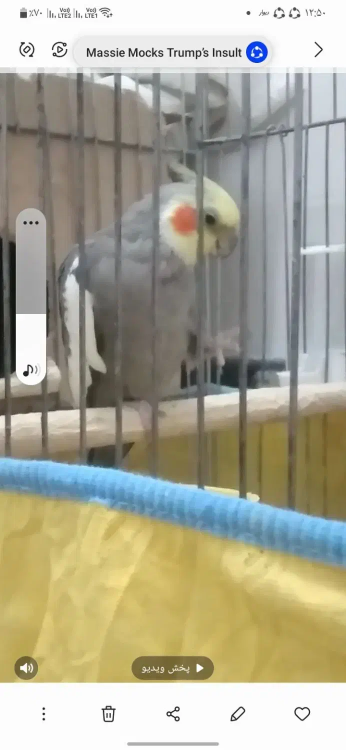 عروس هلندی|حیوانات|فسا, |دیوار