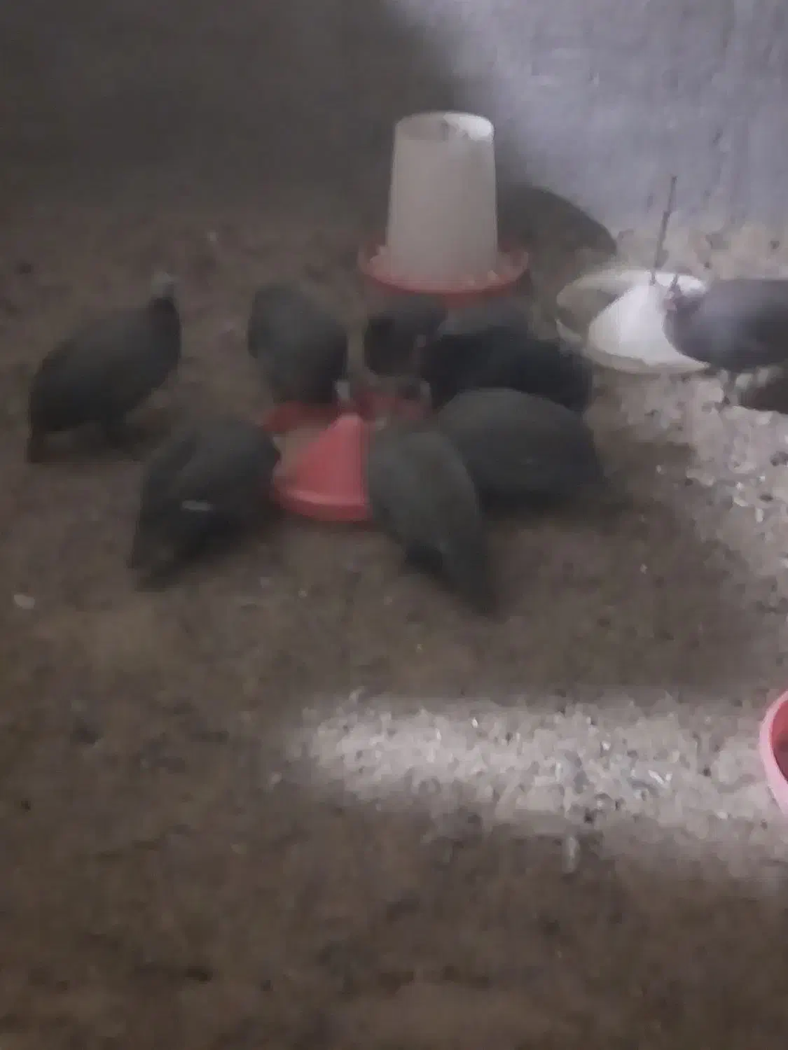 مرغ شاخدار|پرنده|مود, |دیوار