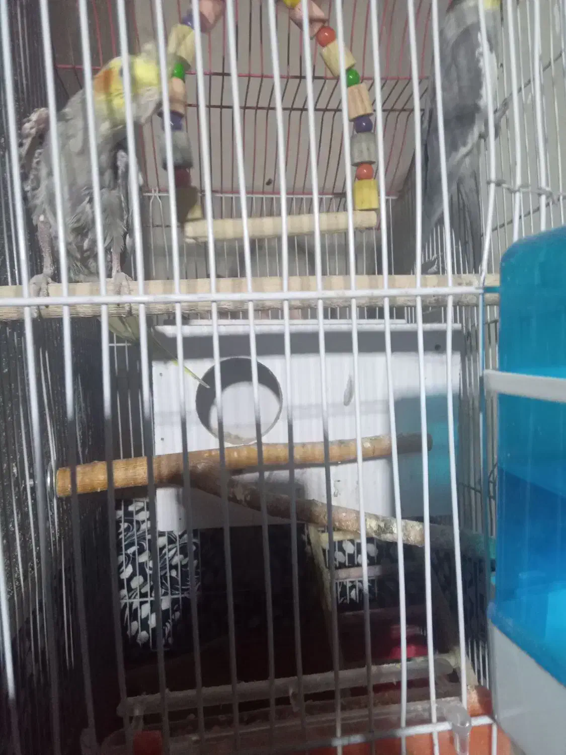 عروس هلندی یک دونه|پرنده|آبیک, |دیوار