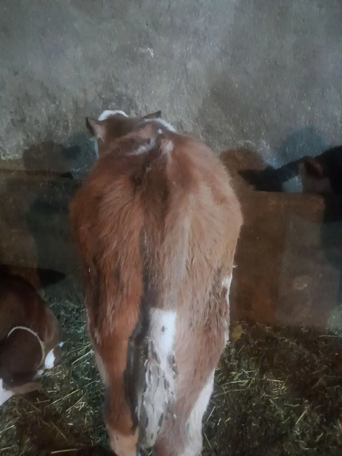 دوعدد گوساله نر|حیوانات مزرعه|نقده, |دیوار