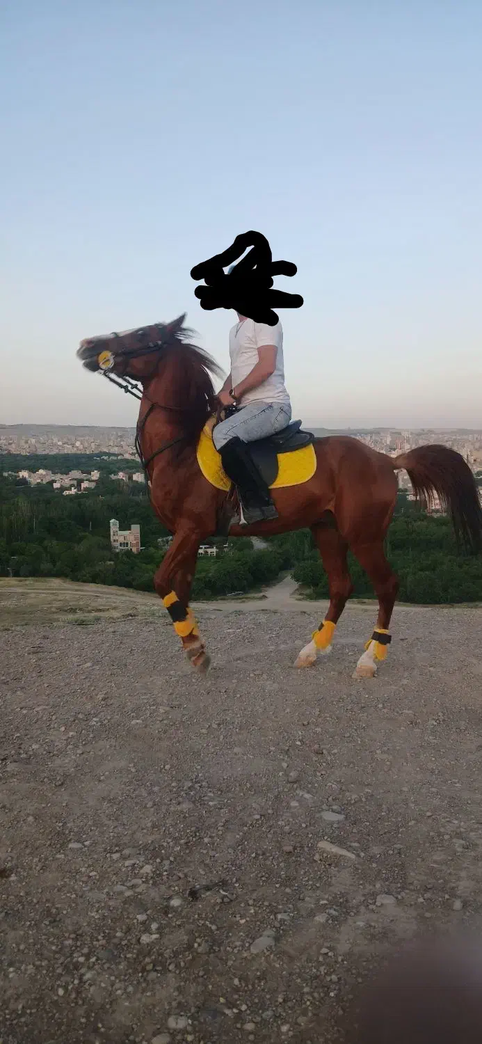 با سلام یک عدد اسب نریان نژاد عرب ترکیه|اسب و تجهیزات اسبسواری|مراغه, |دیوار