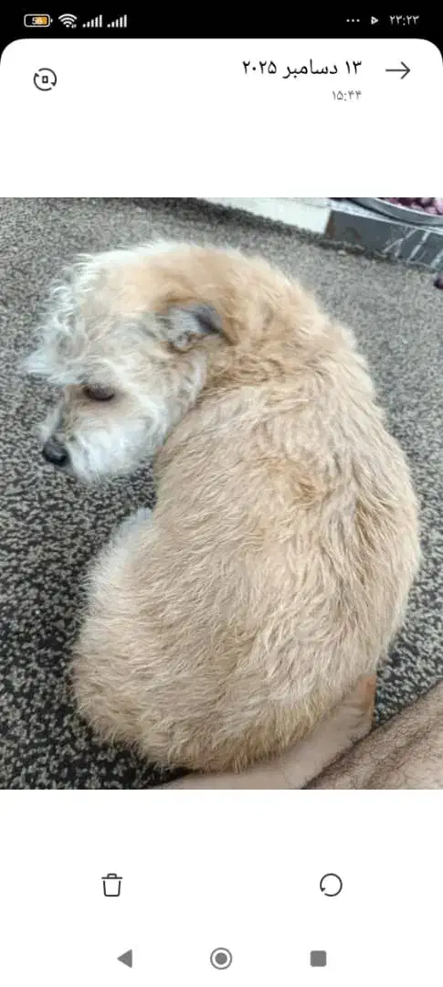 سگ گمشده|حیوانات|آبادان, |دیوار