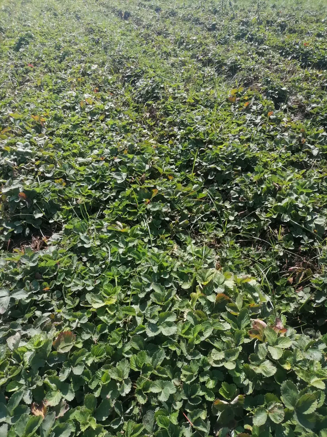 بوته توت فرنگی سابرینا،ریشه لخت ۲۰۰۰|گل و گیاه طبیعی|بهنمیر, |دیوار