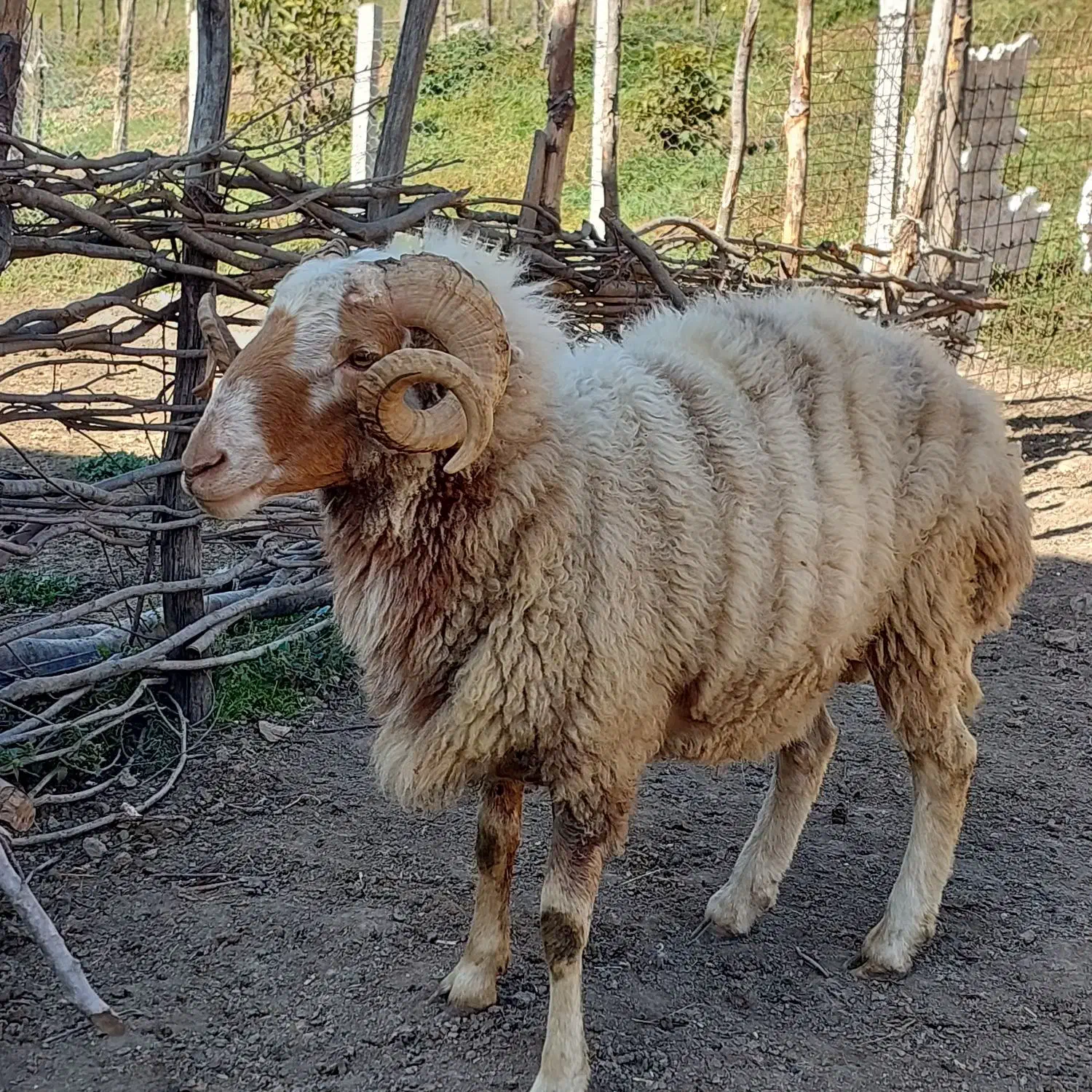 یک راس گوسفند نر بفروش میرسد|حیوانات مزرعه|دیلمان, |دیوار