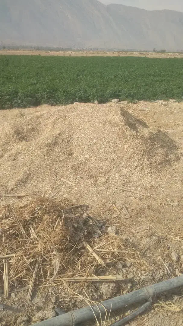 کاه علوفه|عمدهفروشی|کازرون, |دیوار