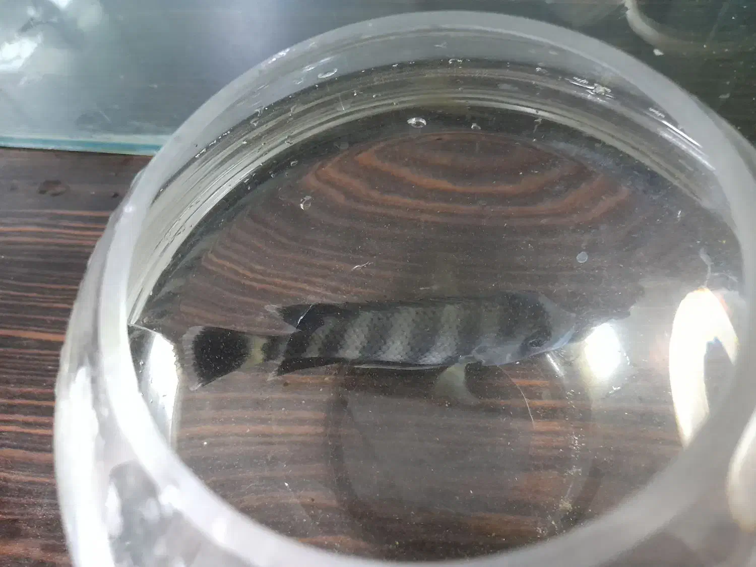 آکواریم.. فروش فوری|ماهی|تهران, مسعودیه|دیوار