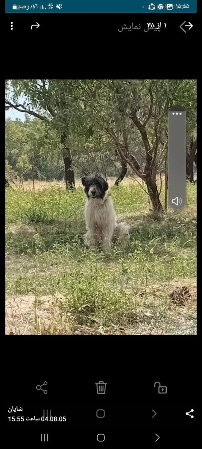 سگ فروشی|سگ|جونقان, |دیوار